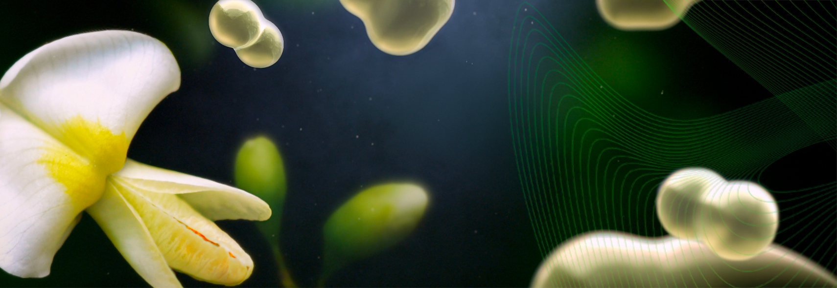 フィトソーム™で自然の力を引き出す