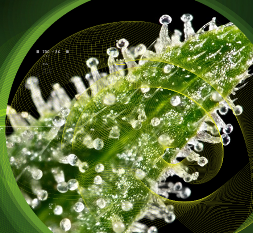 Cannabidiol (CBD) – 大麻二酚