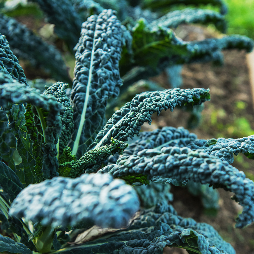 Find out how Purebkale™ is one step beyond