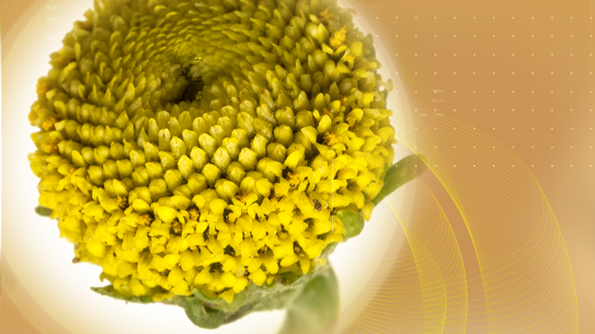 Reinforce with Acmelain<sup>®</sup>