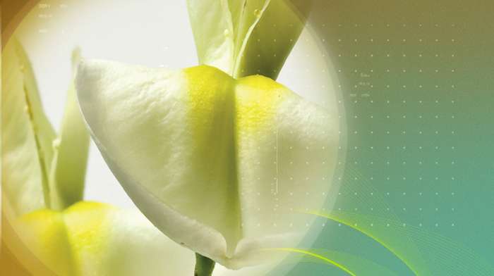 Shield with Quercefit<sup>®</sup>