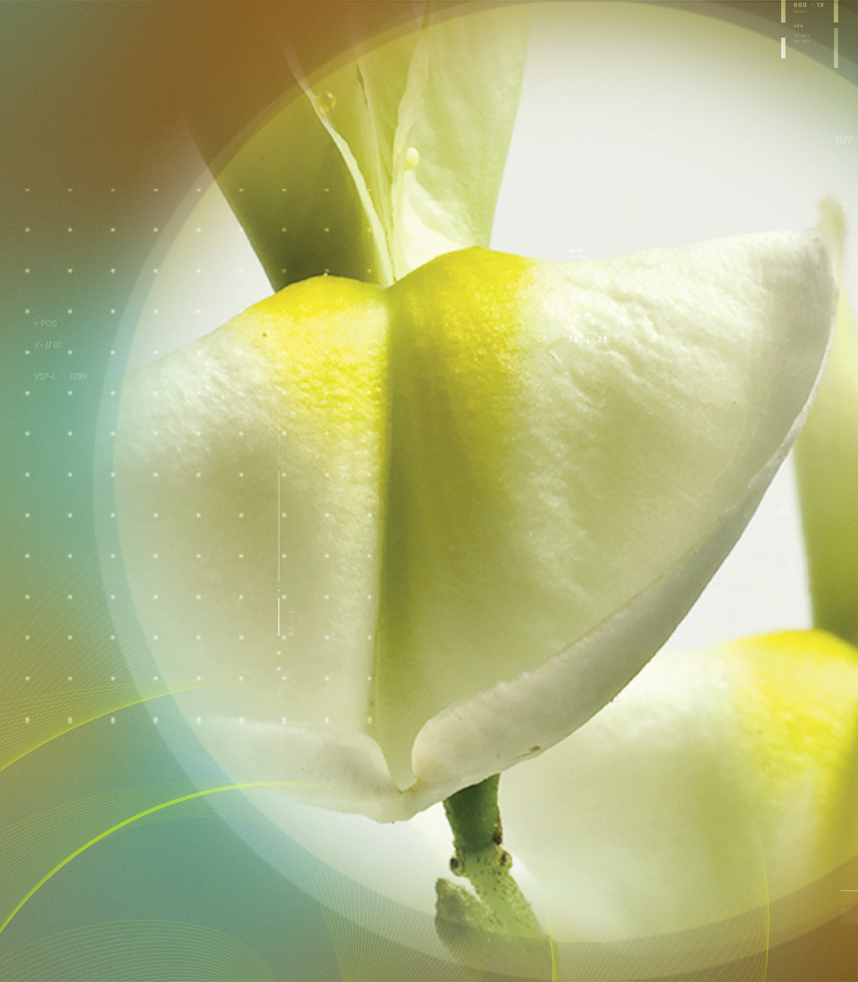 QUERCEFIT<sup>®</sup>