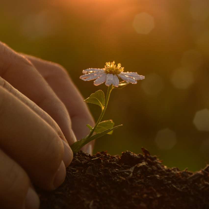 A major milestone in sustainable botanical sourcing