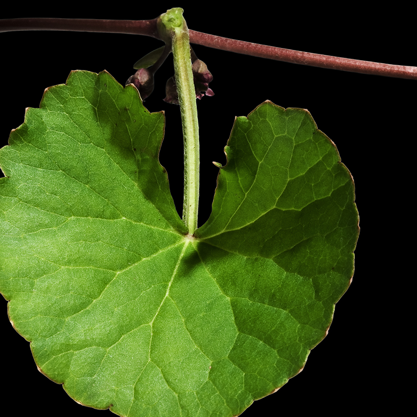 The sustainable journey of Centextra<sup>®</sup>