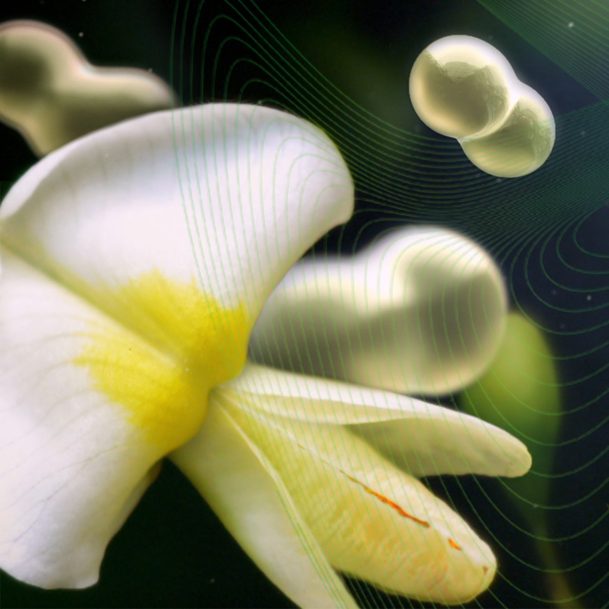 BEYOND BIOABSORPTION